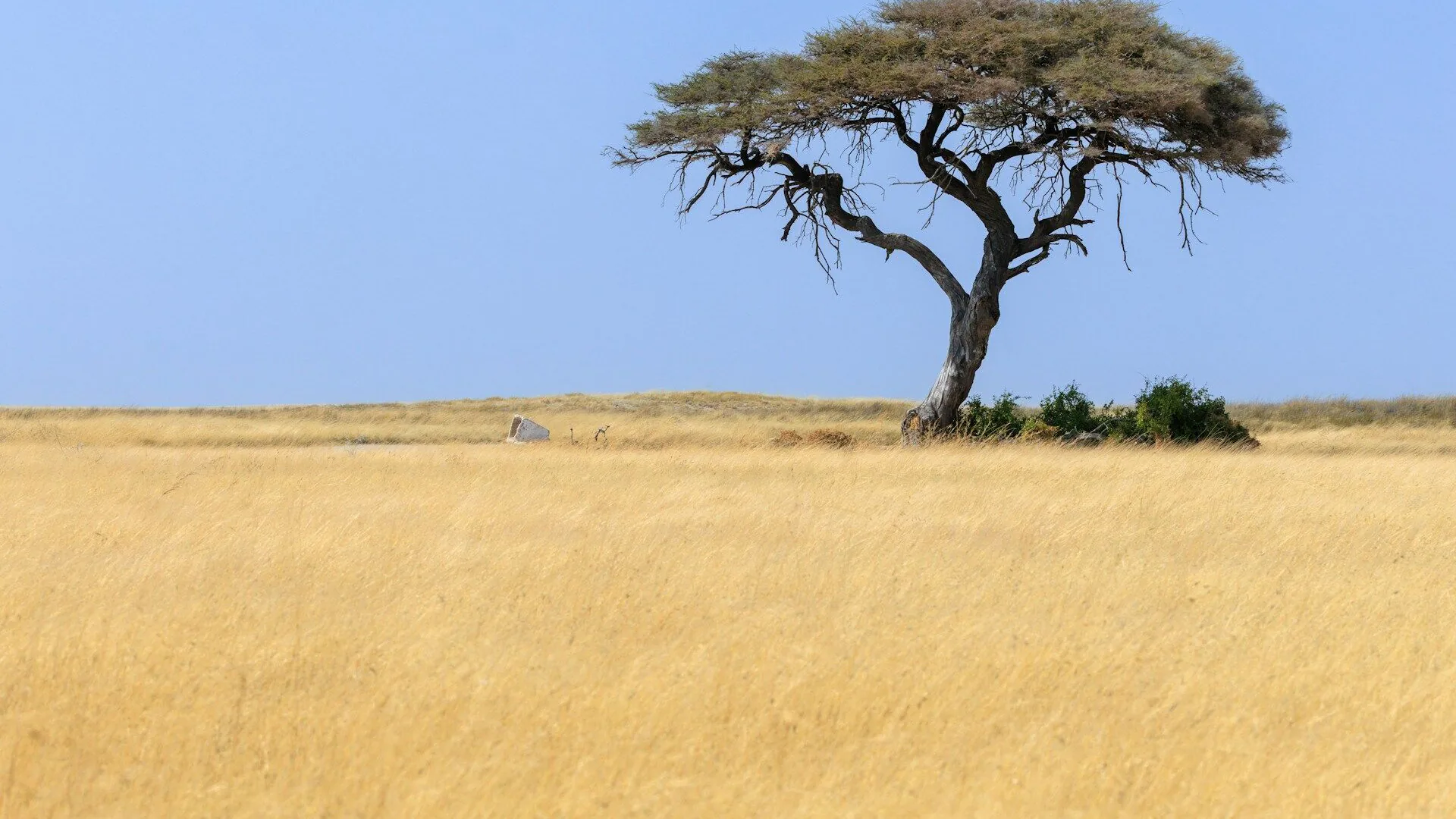 chichewa Übersetzer — Fach- und beglaubigte Chichewa-Übersetzung